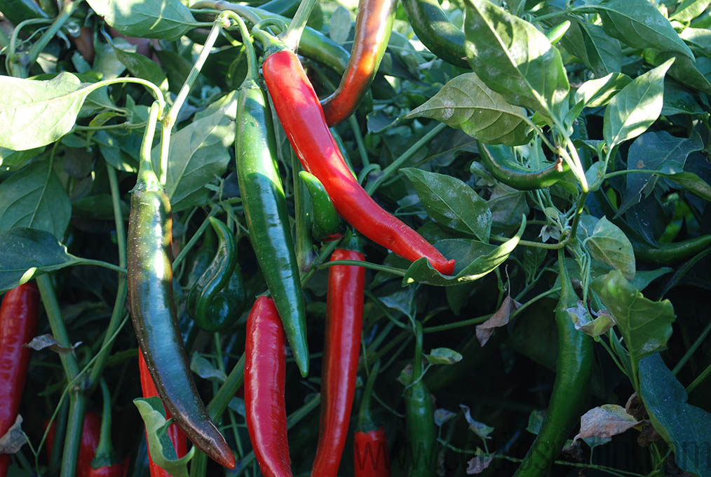 Crop of chillis grown on our farm