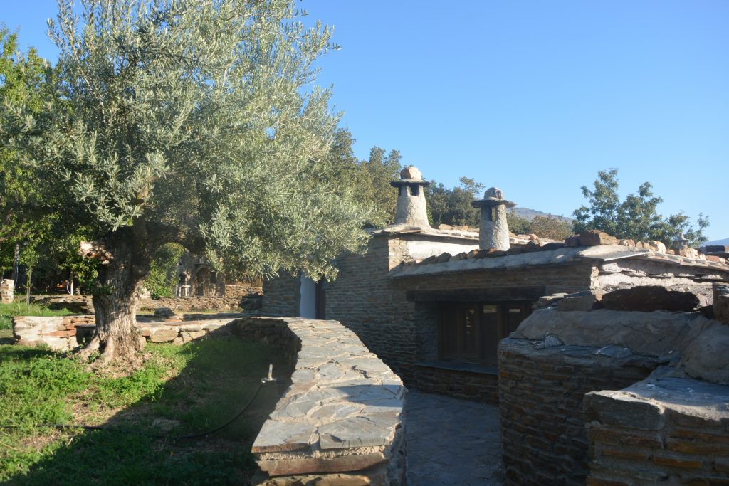 Sideview of Pablito with Olive tree.